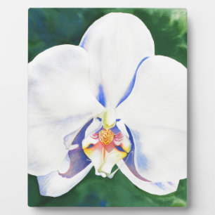 Elegante witte waterverf orchidee schilderij fotoplaat