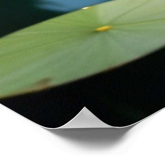 Elegante witte zwaan in een Forest River Art Print (Hoek)