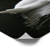 Elegante Witte Zwaan Poster (Hoek)
