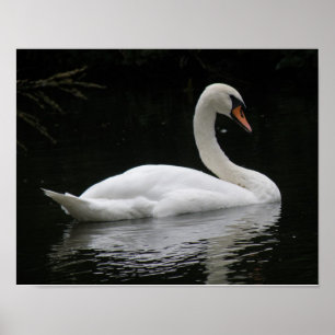 Elegante Witte Zwaan Poster