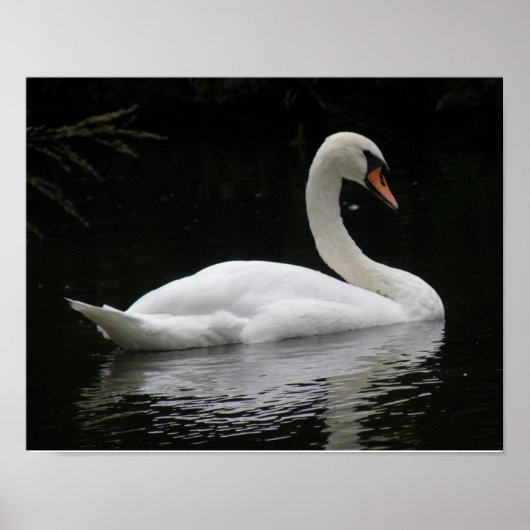 Elegante Witte Zwaan Poster (Voorkant)