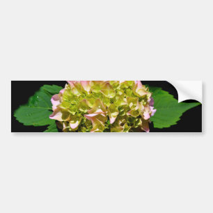 Elegante zacht groene roze groene bloemenhortensia bumpersticker