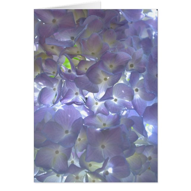 Elegante zacht licht paarse bloemen paarse hortens (Voorkant)