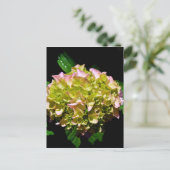 Elegante zachte groene roze bloemhortensia's briefkaart (Staand voorkant)