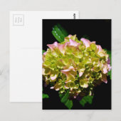 Elegante zachte groene roze bloemhortensia's briefkaart (Voorkant / Achterkant)