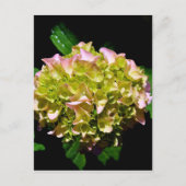 Elegante zachte groene roze bloemhortensia's briefkaart (Voorkant)