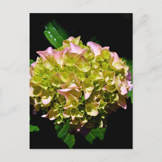 Elegante zachte groene roze bloemhortensia's briefkaart (Voorkant)