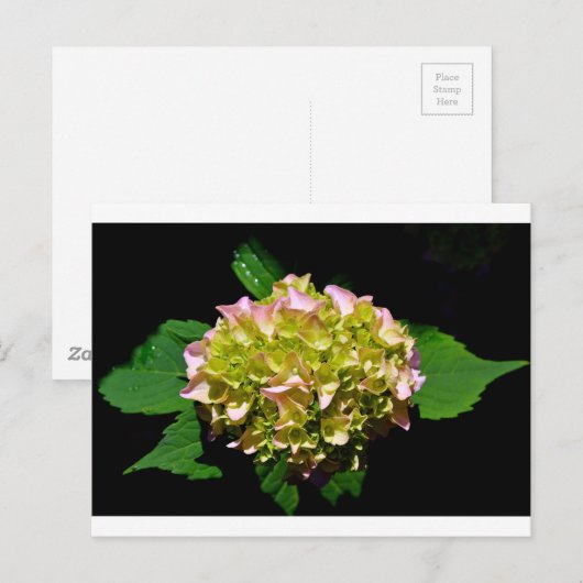 Elegante zachte groene roze bloemhortensia's briefkaart (Voorkant / Achterkant)