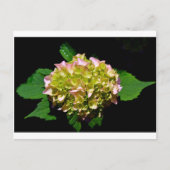 Elegante zachte groene roze bloemhortensia's briefkaart (Voorkant)