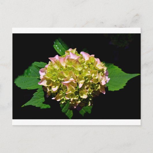 Elegante zachte groene roze bloemhortensia's briefkaart (Voorkant)