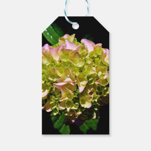 Elegante zachte groene roze bloemhortensia's cadeaulabel (Voorkant)