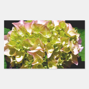 Elegante zachte groene roze bloemhortensia's rechthoekige sticker