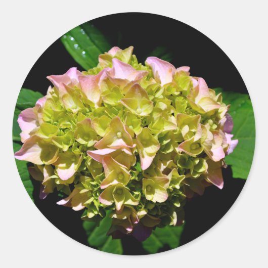 Elegante zachte groene roze bloemhortensia's ronde sticker (Voorkant)