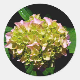 Elegante zachte groene roze bloemhortensia's ronde sticker