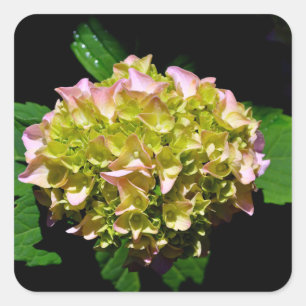 Elegante zachte groene roze bloemhortensia's vierkante sticker