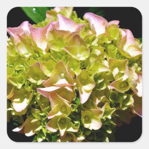 Elegante zachte groene roze bloemhortensia's vierkante sticker