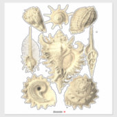 Elegante zeeschelp  illustratie sticker (Vel)