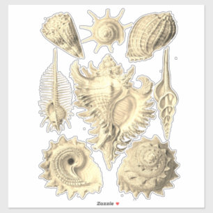 Elegante zeeschelp illustratie sticker