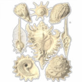 Elegante zeeschelp  illustratie sticker (Voorkant)