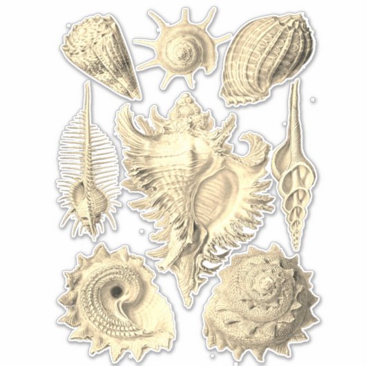 Elegante zeeschelp  illustratie sticker (Voorkant)