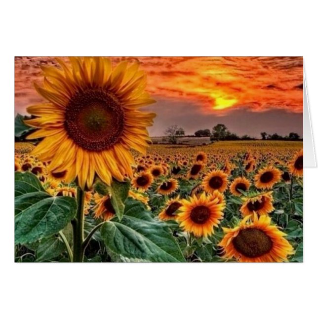 elegante Zonnebloemvelden (Voorkant Horizontaal)