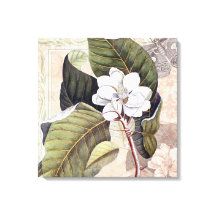 Elegante  Zuid-Witte Magnolia