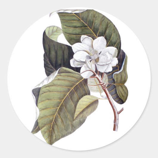 Elegante Zuidelijke Witte Magnolia Bloem Ronde Sticker (Voorkant)