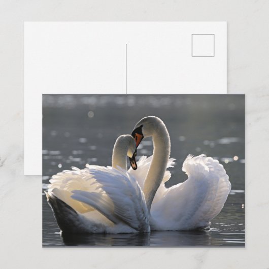 Elegante zwanen feestdagenkaart (Voorkant / Achterkant)