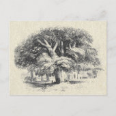 Elegante Zwart Wit Grote Sycamore Boom Briefkaart (Voorkant)