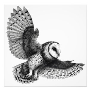 Elegante zwart witte schuur uil illustratie foto afdruk
