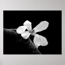 Elegante Zwarte en Witte Magnolia