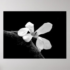 Elegante Zwarte en Witte Magnolia Poster