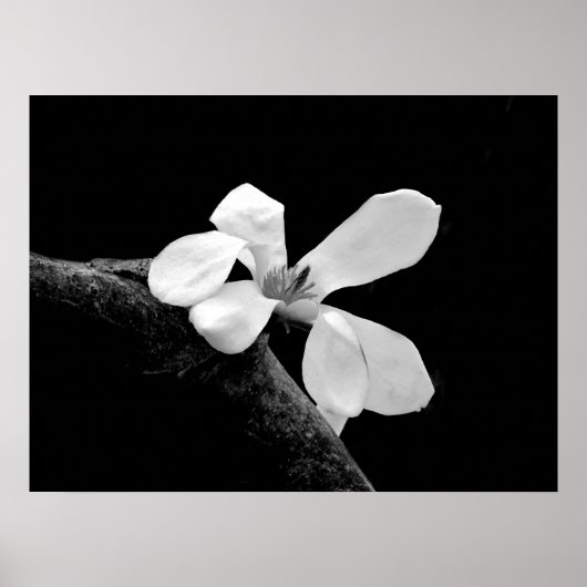 Elegante Zwarte en Witte Magnolia Poster (Voorkant)