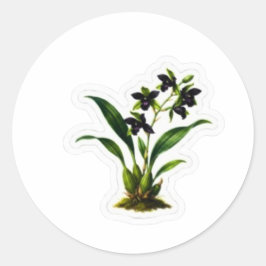 Elegante Zwarte Orchidee Kunst - Zeldzame Indonesi Ronde Sticker
