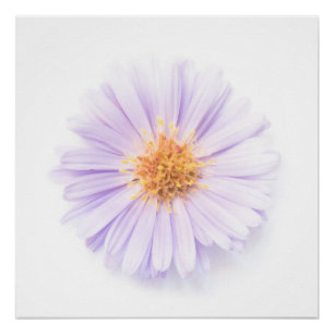 Elegantie enkele bloem perfect poster