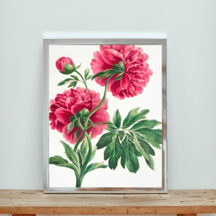 Elegantie in roze: een pioenenillustratie foto afdruk