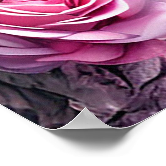 Elegantie van witte duif met roze rozen poster (Hoek)