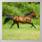 Elektrichorse Poster (Voorkant)