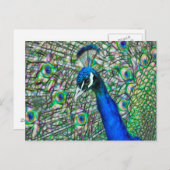 Elektrificeerde Peacock Head Briefkaart (Voorkant / Achterkant)