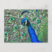 Elektrificeerde Peacock Head Briefkaart (Voorkant)