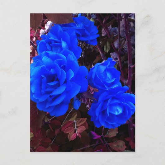 Elektrisch blauwe Rozen Briefkaart (Voorkant)