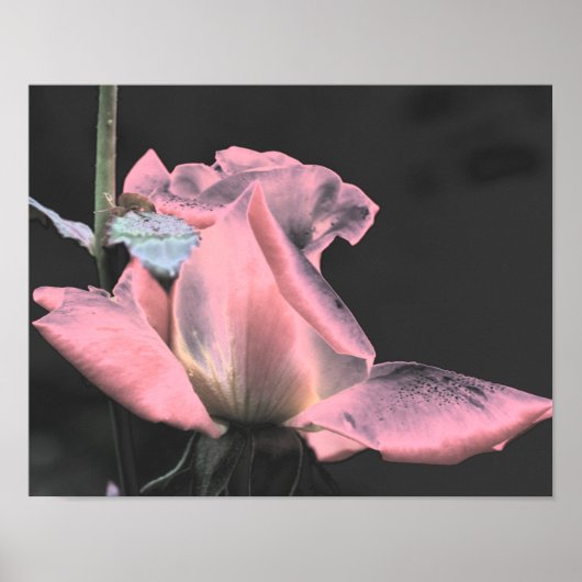 Elektrisch Roze Roosknop Abstracte Bloem Kunst Poster (Voorkant)