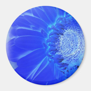elektrische blauwe gerbera magneet