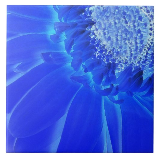 elektrische blauwe gerbera tegeltje (Voorkant)