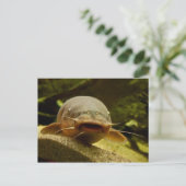 Elektrische katvis briefkaart (Staand voorkant)