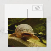 Elektrische katvis briefkaart (Voorkant / Achterkant)