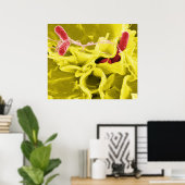 Elektron-micrograaf met Salmonella typhimurium Poster (Thuiskantoor)