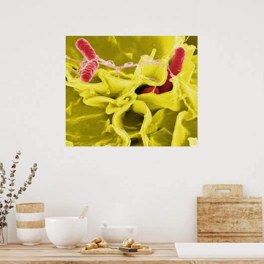 Elektron-micrograaf met Salmonella typhimurium Poster (Keuken)