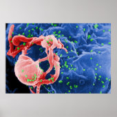 Elektron-micrograaf van HIV-1 boedende lymfocyt Poster (Voorkant)