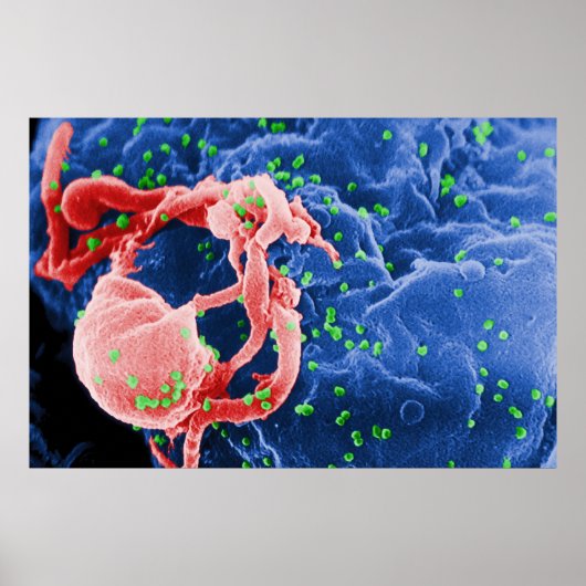 Elektron-micrograaf van HIV-1 boedende lymfocyt Poster (Voorkant)